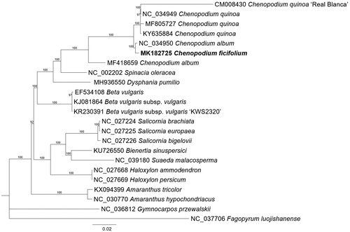 Figure 1 Maximum likelihood (bootstrap repeat is 1,000) phylogenetic tree of 23 Amaranthaceae complete chloroplast genomes: Chenopodium ficifolium (MK182725, in this study), Chenopodium quinoa ‘Real Blanca’ (CM008430), Chenopodium quinoa (NC_034949, MF805727, and KY635884), Chenopodium album (NC_034950 and MF418659), Spinacia oleracea (NC_002202), Dysphania pumilio (MH936550), Beta vulgaris (EF534108), Beta vulgaris subsp. vulgaris (KJ081864), Beta vulgaris subsp. vulgaris ‘KWS2320’ (KR230391), Salicornia brachiate (NC_027224), Salicornia europaea (NC_027225), Salicornia bigelovii (NC_027226), Bienertia sinuspersici (KU726550), Suaeda malacosperma (NC_039180), Haloxylon ammodendron (NC_027668), Haloxylon persicum (NC_027669), Amaranthus tricolor (KX094399), Amaranthus hypochondriacus (NC_030770), Gymnocarpos przewalskii (NC_036812), Fagopyrum luojishanense (NC_037706). The numbers above branches indicate bootstrap support values of maximum likelihood phylogenetic tree.