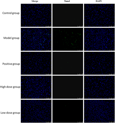 Figure 3 AFPR attenuated neuronal apoptosis in CUMS rats. Tunel staining (20×).