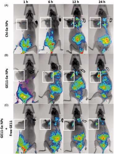 Figure 8. In vivo distribution of GE11-Se NPs in xenograft KYSE-150 cancer nude mice. In vivo fluorescence imaging of the esophageal cancer-bearing nude mouse after tail intravenous injection of (A) coumarin-6-loaded Chi-Se NPs, (B) coumarin-6-loaded GE11-Se NPs, and (C) coumarin-6-loaded GE11-Se NPs in the presence of large amounts of free GE11 peptide. The white squares indicated the location of tumor.