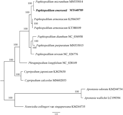 Figure 1. A phylogenetic tree constructed based on 13 complete chloroplast genome sequences of Orchidaceae. Bootstrap support is indicated for each branch.