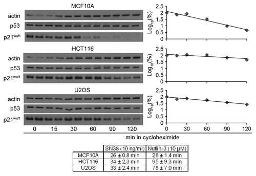 Figure 4. Higher Nutlin-3-induced p21waf1 protein levels is due to longer p21waf1 protein half-life. Cells were incubated with 10 µM Nutlin-3 for 24 h and then incubated with the protein synthesis inhibitor cycloheximide (10 µg/ml) for the indicated times without removing nutlin-3. The densitometric scans of the western blots are graphed on the right. The half-lives were calculated from three such independent experiments and are presented as the means ± SE. The half-lives for SN38 are derived from our previous paper (11).