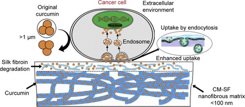 Figure 4 Schematic representation showing the mechanism of enhanced cellular uptake efficiency of implantable nanofibrous drug delivery platform by using the SEDS processing method.Note: Reprinted from Biomaterials. Vol 103. Xie M, Fan D, Chen Y, et al. An implantable and controlled drug-release silk fibroin nanofibrous matrix to advance the treatment of solid tumour cancers. Pages 33–43. Copyright 2016, with permission from Elsevier.Citation138Abbreviations: CM-SF, curcumin-silk fibroin; SEDS, solution-enhanced dispersion by supercritical fluids.