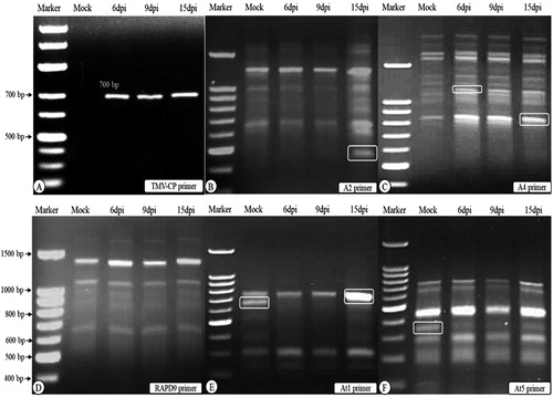 Figure 1. Agarose gel electrophoresis of RT-PCR detection (A) of Tobacco mosaic virus-coat protein (TMV-CP) and DD-PCR (B to F) using primers A2, A4, RAPD 9, At1 and At5. Lane Marker: DNA marker 100 bp ladder, lane “Mock” control (mock-inoculated plant tissues), lanes 6 dpi, 9 dpi and 15 dpi: plant tissues collected at 6, 9 and 15 dpi of TMV. White round rectangle indicates the bands that were selected for sequencing. Note: Agarose gel electrophoresis (1.5%) in TBE buffer.