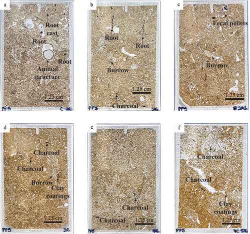 Figure 6. Photographs of whole thin sections for Profile B. Dark red to brownish red features are clay coatings. Spheroidal elements with distinct circular shapes are fecal pellets. Discolorations within the same thin section correspond to evidence of bioturbation as animal burrows. Root casts and walls can be observed as elongated and irregular pore spaces. Black features correspond to fragments of charcoal. A) Upper Bw. B) Lower Bw. C) Contact between Bw and E/Bt. D) Upper E/Bt. E) Middle E/Bt. F) Contact between 6Btb and 6BCb.