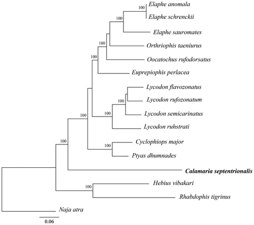 Figure 1. A maximum-likelihood (ML) tree of the Calamaria septentrionalis in this study and other 15 related species was constructed based on the dataset of the whole mitochondrial genome by online tool RAxML. The numbers above the branch meant bootstrap value. Bold fonts highlighted the study species and corresponding phylogenetic classification. The analyzed species and corresponding NCBI accession number as follows: Elaphe anomala (KP900218), E. schrenckii (KP888955), E. sauromates (MK070315), Orthriophis taeniurus (KC990021), Oocatochus rufodorsatus (KC990020), Euprepiophis perlacea (KF750656), Lycodon flavozonatus (KR911720), L. rufozonatum (KF148622), L. ruhstrati (KJ179951), L. semicarinatus (AB008539), Cyclophiops major (KF148620), Ptyas dhumnades (KF148621), Calamaria septentrionalis (MT478106), Hebius vibakari (KP684155), Rhabdophis tigrinus (KU641019), Naja atra (EU921898).
