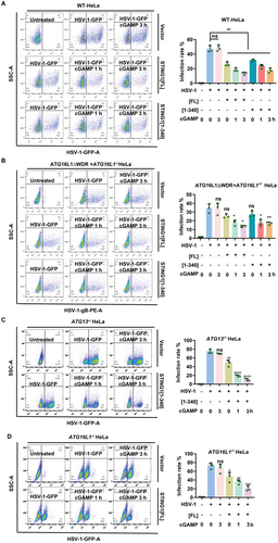 Figure 4. STING1 can inhibit HSV-1 through noncanonical autophagy pathway alone, canonical autophagy pathway alone, or immunity function alone. (A) WT HeLa cells which lacking endogenous STING1 expressing were transfected with STING1 truncated mutants STING1 [1-340] plasmids or full-length STING1[FL] plasmid. After 24 h expression, cells were infected with HSV-1-GFP virus at a MOI of 2.5 for 6 h, with or without 1 μM of cGAMP stimulated for the indicated time. GFP-positive cells were analysis by flow cytometry. Quantification of HSV-1-GFP virus infection rate is shown in the right panel. (B) After STING1[FL] or STING1 [1-340] plasmids were transfected into NCA-deficient ATG16L1ΔWDR-GFP HeLa cells for 24 h, HSV-1-GFP virus were then infected for 6 h, with or without 1 μM of cGAMP stimulated for the indicated time. PE flow detection channel was used to detect HSV-1-GFP virus coat gB protein to avoid the interference of GFP in the basal of the ATG16L1ΔWDR-GFP ATG16L1-/-HeLa cells. PE positive cells were analysis by flow cytometry. (C-D) ATG13-/- HeLa cells which have canonical autophagy dysfunction (C) and ATG16L1-/- HeLa cells which have autophagy dysfunction (D) were transfected with STING1 truncated mutants STING1 [1-340] (C) or full length STING1 (D). After 24 h expression, cells were then infected with HSV-1-GFP virus at a MOI of 5 for 6 h, with or without 1 μM of cGAMP stimulated for the indicated time. GFP-positive cells were analyzed by flow cytometry. Quantification charts of HSV-1-GFP virus infection rate were shown in the right panels. Data analysis was performed using FlowJo software and presented as mean±SEM from 3 individual experiments.