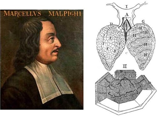 Figure 3 Left: Marcello Malpighi, professor of medicine and extraordinary anatomist and physiologist (1628–1694). Right: Malpighi’s depiction of the pulmonary capillaries and alveoli. I: 2 lungs with the alveoli on the left and the capillaries on the right. II: pulmonary capillaries in the alveolus dissected open reveal the incredible density of capillaries that form the blood–gas barrier.