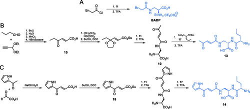 Scheme 5. Synthesis of GlcN-6-P synthase inhibitors containing l-2,3-diaminopropanoic moiety.