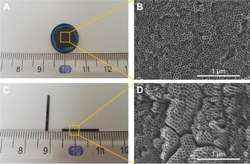 Figure 2 (A and C) Macroscopic images of Ti2%Ag-NT used in vitro and in vivo. (B and D) SEM images of nanotubes formed on the surface of Ti2%Ag-NT.Abbreviations: NT, nanotubes; SEM, scanning electron microscope.