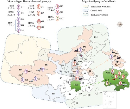 Figure 1. Geographical locations and bird species involved in the wild bird outbreaks caused by different genotypes of H5 viruses.