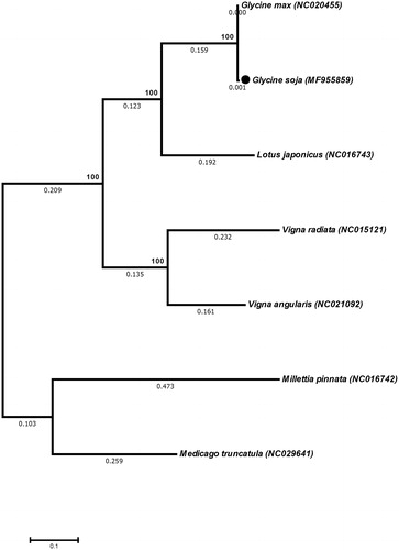 Figure 1. Phylogeny of the G. soja mitochondrial genome with six other related species form family Fabaceae. The phylogenetic tree was inferred using the neighbour-joining method based on entire mitochondrial genomes of these species.