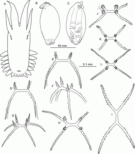 Figure 13.  Peniagone coccinea sp. nov. (A) Paratype, St. JC048/43 Dive 174, dorsal view, scale 50 mm; (B,C) St. JC037/15, freshly caught specimen, scale 50 mm; (D–I) dorsal ossicles, scale 0.1 mm; (J–L) ventral ossicles scale 0.1 mm: (E,G,H,I,L) holotype; (D,F,J,K) St. JC037/15.