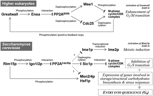 Fig. 3. Known functions of the conserved Greatwall (Rim15p)-Ensa (Igo1/2p)-PP2AB55δ (PP2ACdc55p) pathway in higher eukaryotes and S. cerevisiae.