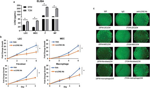 Figure 6. The growth and migration of MDA-MB-231 cells in the crosstalk of stromal cells. (a) ELISA of human LCN2 (R&D Systems) in conditioned media (CM) of LEC, MEC, fibroblasts (f), macrophages (MF) cultured with SFM containing 2% serum (SFM) or TCM of MDA-MB-231 cells. (b) The proliferation and (c) migration of MDA-MB-231 cells in CM of stromal cells cultured with TCM of MDA-MB-231 cells in treatment with anti-LCN2 antibody (50 μg/ml) for 6 d. (*P < .001, n = 3). (SFM-stromal cells)CM: conditioned media from stromal cells cultured with SFM containing 2% serum. (TCM-stromal cells)CM: conditioned media from stromal cells cultured with TCM (tumor-conditioned media) of MDA-MB-231cells.