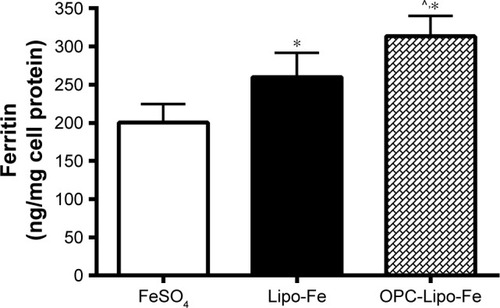 Figure 6 Iron absorption by Caco-2 cells incubated with liposome formulations: intracellular ferritin was measured as a marker of iron absorption by ELISA following 22 hours of incubation after iron uptake experiments.Note: Results are shown as mean±SD (n=6), *Represents a significant difference (95%) between treatment and FeSO4 alone. ^Represents a significant difference (95%) between OPC liposomes and liposomes alone.