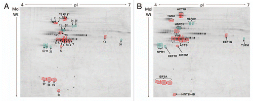 Figure 4 Differences in protein abundances in detergent/high salt resistant N/CSK isolated from SW480/lamA and SW480/cntl cells (A) 2-D DIGE gel comparing detergent/high salt resistant N/CSK from SW480/lamA and SW480/cntl cells. Arrows represent protein spots selected for analysis by MALDI-ToF-ToF. Differentially expressed spots were excised from a high protein load pick gel. Spots are annotated with their spot number for cross-referencing with Tables 1 and 2. Spots circled in red represent proteins over-represented in the fraction from SW480/lamA cells. Spots circled in green represent proteins under-represented in the fraction from SW480/lamA cells. (B) Cropped 2-D DIGE gel as above, annotated to show the identities of the proteins determined by MALDI-ToF-ToF.