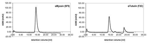 Figure 5. Size exclusion chromatography of anti-Myosin (SF9) and anti-Tubulin (F2C) scFv-Fc antibodies.100 µg protein in a volume of 200 µl were loaded to the column for each sample. The calculated molecular mass of the analyzed scFv-Fc fusions is 102 kDa and the mobility determined by SEC corresponds to a size of 122 kDa (anti-Myosin, 14.08 mL retention volume) and 118 kDa (anti-Tubulin, 14.16 mL retention volume).