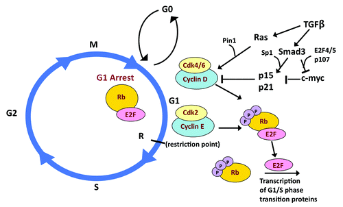 Figure 2. TGFβ/Smad3 signaling and the cell cycle. CyclinD/CDK4/6 and Cyclin E/CDK2 mediate the transition of the cell cycle from the G1 to S phase by phosphorylating Rb and thus preventing it from sequestering E2F. E2F is then free to drive the transcription of G1/S phase transition proteins. TGFβ/Smad3 signaling promotes cell cycle arrest through its induction of p15 and p21, in conjunction with Sp1 and repression of c-myc, in conjunction with E2F4/5 and p107. Ras, in cooperation with Pin1, can increase the transcriptional activity of cyclin D, inducing tumor promotion.
