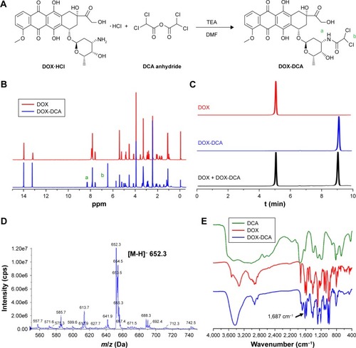 Figure 1 Synthesis and characterization of DOX-DCA. (A) Synthesis route of DOX-DCA. (B) 1H-NMR spectra of DOX and DOX-DCA in DMSO-d6. (C) HPLC chromatograms of DOX, DOX-DCA and the mixture of DOX and DOX-DCA. (D) ESI-MS and (E) FTIR characterization of DOX-DCA.Notes: “a” and “b” in parts A and B represent the hydrogen atom in DOX-DCA.Abbreviations: DOX, doxorubicin; DCA, dichloroacetate; ESI-MS, electrospray ionization mass spectrum; FTIR, Fourier transform infrared spectroscopy.