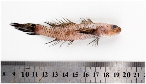 Figure 1. Photos of the Parachaeturichthys polynema, upper caudal fin base with a large black spot surrounded by white or yellow is a distinguishing character of the species. Photographed by Hanye Zhang.