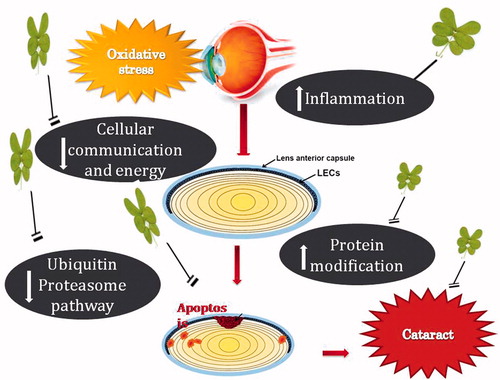 Figure 10. Biochemical events associated with the protective effect of Cassia tora in cataract.