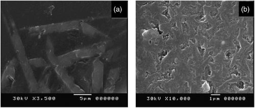 Figure 8 SEM micrographs of the glass-ceramic having D formulation at (a) 900°C and (b) 1000°C for 2 h.