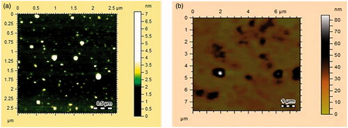 Figure 4. Atomic force microscopy images of (A) AgNPs) and (B) AuNPs of MLE.