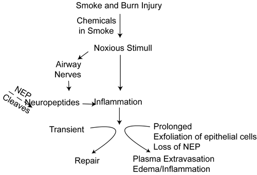 Figure 4.  Effect of NEP antagonist pretreatment on neutrophil infiltration and inflammation: A significant increase (**p = 0.0255) in MPO levels was observed in NEP antagonist pretreated mice (Checked Bar, SB+C) 48 hr following SB injury compared to animals with SB injury alone (SB, black filled). MPO levels were also significantly increased (*p =0.0045) 48 hr following SB injury alone (black filled bar) compared to respective sham animals (open bars). MPO levels were quantitated from an authentic standard curve with known amounts of MPO. Pretreatment with CGS 24592 alone (Sham + C, speckled bar) caused a slight insignificant increase in MPO activity as compared to respective sham animals pretreated with bicarbonate buffer (Sham + V, dotted bar). Values are means ±SE of at least 5 mice/group.