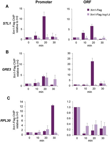 Figure 6. Xrn1 binds to osmotic stress-induced genes upon activation in a Hog1-dependent manner. Chromatin immunoprecipitation (ChIP) analysis of Xrn1 binding to the osmotic stress-induced genes STL1 (A) and GRE3 (B) and to the osmotic stress-downregulated gene RPL30 (C) in cells treated with 0.6 M KCl for the indicated time. Wild type and hog1 mutant strains carrying functional Xrn1-Flag (Supplementary Figure S4) were used. Immunoprecipitated samples were analysed for the binding of Xrn1-Flag to the promoter (left panels) and open reading frame (ORF) (right panels) regions of the regulated genes. Data were obtained as described in Figure 5 and normalized respect to the signal at t = 0. Mean and standard deviation from three independent experiments are shown