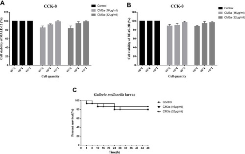 Figure 6 Toxicity of CM3a. (A and B) Viability of mouse alveolar epithelial cells MALE-12 (A) and human bronchial epithelial cell BEAS-2B (B) with or without CM3a treatment (16 and 32 μg/mL) as determined with the CCK-8 assay. (C) Survival of G. mellonella larvae following injection of CM3a (16 and 32 μg/mL) or PBS.