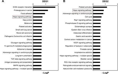 Figure 4 Pathway analysis of DEGs between radiation-treated and nontreated HA and U251 cells.