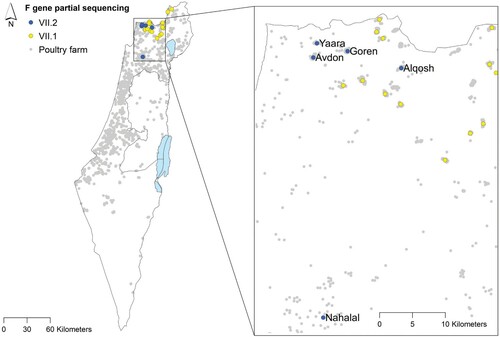 Figure 2. Villages with ND outbreaks between April 2019 and December 2020. Viruses from sub-genotype VII.2 were detected in five villages. In three of the villages (Avdon, Goren, Yaara), we found cocirculation of viruses from both sub-genotypes.