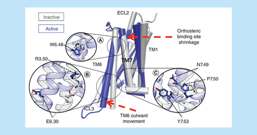 Figure 4. Structural hallmarks of a class A G-protein-coupled receptor activation mechanism.The most striking structural change is the outward movement of TM6 (about 6–14 Å) from the TM bundle that allows the intracellular effector to bind. Further conformational switches (ribbon representations) involve the ‘ionic lock’ between R3.50 and D/E6.30, the NPxxY (N7.49, P7.50 and Y7.53) motif, and the highly conserved W6.48. The residue numbering follows the Ballesteros–Weinstein scheme [Citation92].ECL: extracellular loop; TM: Transmembrane.