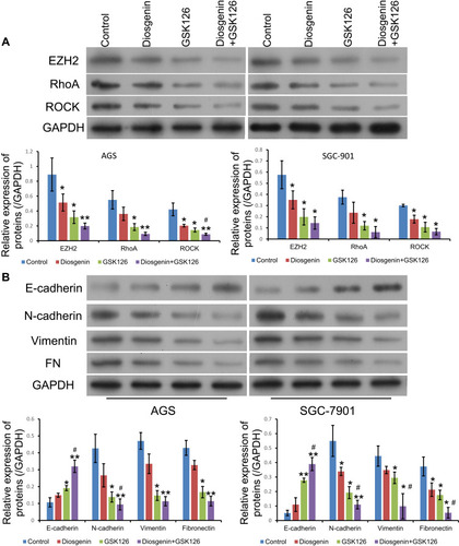 Figure 6 The effects of combined treatment with diosgenin and GSK126 on Rho/ROCK signaling and the epithelial–mesenchymal transition. AGS and SGC-7901 cells were treated with diosgenin or GSK126 alone, or in combination, respectively. (A) Western blot assays were performed to detect the expression of EZH2, RhoA, and ROCK in AGS cells. (B) The levels of E-cadherin, N-cadherin, vimentin, and fibronectin expression in AGS cells were measured by Western blotting *p < 0.05, **p < 0.01, as compared with control; #p < 0.05, as compared with diosgenin or GSK126 treatment.