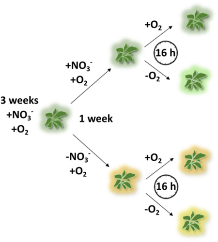 Figure 1. Overview of the experimental set-up. A. thaliana plants were grown hydroponically for 3 weeks under nitrate- and oxygen-replete conditions (+NO3−/+O2). Afterwards, the plants were divided into two groups receiving either adequate nitrate (+NO3−) or nitrate starvation (-NO3−). After one week, each group was further divided in two subgroups, oxygen-replete (+NO3−/+O2 and -NO3−/+O2) or hypoxia (+NO3−/-O2 and -NO3−/-O2), and incubated for another 16 h.