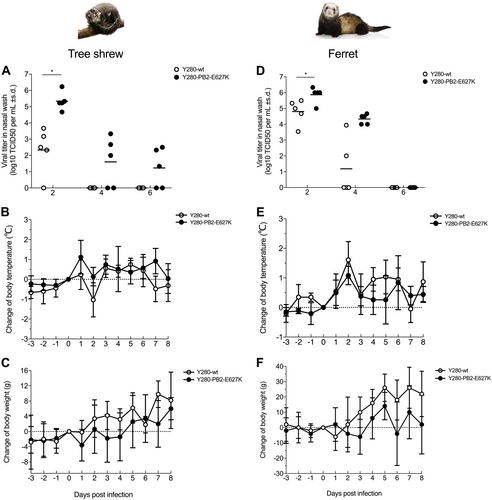 Fig. 1 Susceptibility to H9N2 virus infection in tree shrews and ferrets.Viral titers in nasal wash (a, d) and changes in body temperature (b, e) and body weight (c, f) were determined in tree shrews and ferrets (n = 5 per group) infected with 106 TCID50 of two different H9N2 viruses. Asterisks indicate a significant difference between the Y280-wt and Y280-PB2-E627K viruses. *p < 0.05