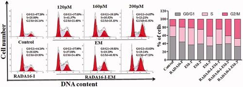 Figure 9. Flow cytometry analysis of cell cycle distribution in LLC cells treated with EM or RADA16-I-EM in situ hydrogels for 24 h. 1, 2, and 3 represent EM concentrations of 120, 160, and 200 μM, respectively, [RADA16-I] = 5 mg/mL.