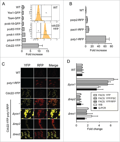 Figure 1. Cdc22-YFP detects changes in MBF activity. (A) Quantification of the yellow fluorescence by FACS of the strains indicated on the right. Inset: raw data of the wild type (WT) and reporter (Cdc22-YFP) strains. (B) Quantification of the red fluorescence by flow cytometry of the strains indicated on the right. (C) Micrographs of the strains indicated on the left. The reporter strain in a wild type background in indicated (-). (D) Quantification of the parameters indicated in the inset in wild type (WT), Δyox1, Δrep2 and Δres1 strains by FACS, quantitative Western Blot (WB) and Q-PCR. Values were normalized to the wild type strain and plotted as mean ±SD of biological triplicates.