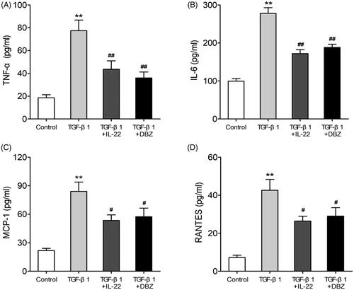 Figure 3. IL-22 reduced proinflammatory factors (TNF-α, IL-6) and chemokines (MCP-1, RANTES) levels in HK-2 cells induced by TGF-β1. HK-2 cells were divided into four groups including control, TGF-β1, TGF-β1 + IL-22 and TGF-β1 + DBZ, the expressions of above cytokines in supernatant of HK-2 cells were assessed via ELISA. (A) The level of TNF-α in four groups. (B) The concentration of IL-6 in four groups. (C) The concentration of MCP-1 in four groups. (D) The level of RANTES in four groups. **p <.01, compared with control group; #p <.05, ##p <.01, compared with TGF-β1 group.