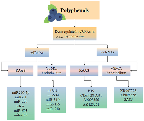 Figure 3. Schematic view of regulation of miRNAs and lncRNAs by polyphenols which have been dysregulated in HTN.
