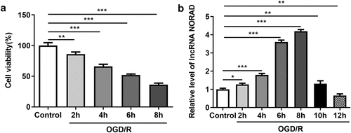 Figure 1. Decreased cell viability and temporarily increased lncRNA NORAD level after OGD/R induction. SH-SY5Y cells were cultured for 2, 4, 6, 8, 10, 12 h in glucose-free DMEM medium under hypoxic conditions (1% O2, 5% CO2, 94% N2). Subsequently, the cells were returned to normal DMEM medium and subjected to reoxygenation (21% O2, 5% CO2, 74% N2) continuously. (a) Cell viability was determined using CCK8 assay. (b) LncRNA NORAD level was detected by RT-qPCR. *P < 0.05, **P < 0.01, ***P < 0.001