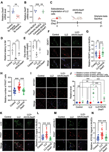 Figure 9. Enhanced Deaf1 expression relieves muscle atrophy under cachectic conditions. (A–B) Deaf1 mRNA is decreased in cachectic MuSCs. RNAs extracts from thorax of control (esg-Gal4, UAS-GFP, tubGal80ts or EGT) or cachectic flies (EGT; UAS-yki3SA) (A) as well as from isolated MuSCs of NOD/SCID mice (~3 months) with or without LL2 cachectic cell implantation, followed by AAV9-Deaf1 injection (B) were subjected to qPCR analysis. (C) Flow chart showing the details of mouse experiment using AAV9. (D–E) Augmented Deaf1 level increases muscle strength during cancer cachexia. Purified AAV9-Deaf1 viruses were systemically delivered using intravenous (IV) injection into NOD/SCID mice bearing LL2 tumors. After 21 days, muscle strength and function of young and aging mice was assessed by wire-hang (D) and grip strength (E) analyses. (F–N) an increase in Deaf1 expression represses autophagy and relieves muscle atrophy induced by cancer cachexia. Immunostaining of soleus muscles from NOD/SCID mice bearing LL2 tumors or LL2 tumors with AAV-Deaf1 IV injection using anti-DEAF1 (green) (F), anti-MYOD1 (green) (I), anti-LC3 (green) (K), anti-ATG16L1 (green) (M), and anti-PAX7 (red) antibodies. DEAF1 (G), PAX7 (H and J), PAX7− MYOD1+ (J), LC3 (L), and ATG16L1 (N) signals in MuSCs were quantified. Apoptotic cells were detected by ApopTag® in situ Apoptosis Detection Kit and quantified in (J). Scale bar: 10 µm.