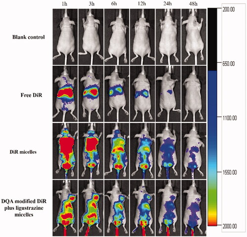 Figure 10. In vivo real-time imaging observation after intravenous administration of the varying formulations.