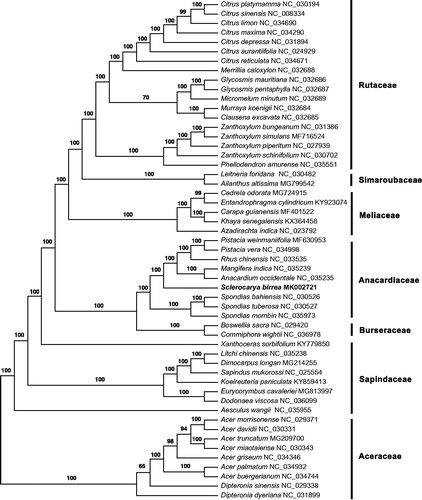 Figure 1 The maximum-likelihood tree of Sclerocarya birrea and 52 accessions of Sapindales that downloaded from the GenBank that rooted with Aceraceae. The numbers above the branches indicate the bootstrap support values. Sclerocarya birrea (marula) is in bold.