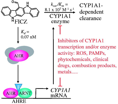 Figure 2. The FICZ/AHR/CYP1A1 feedback loop can be blocked by various types of inhibitors. Abbreviations: AHR, aryl hydrocarbon receptor; AHRE, AHR response element; ARNT, AHR nuclear translocator; CYP1A1, cytochrome P4501A1; FICZ, 6-formylindolo[3,2-b]carbazole; kcat/Km, catalytic efficiency; Kd, dissociation constant; PAMPs, pathogen associated molecular patterns; ROS, reactive oxygen species.