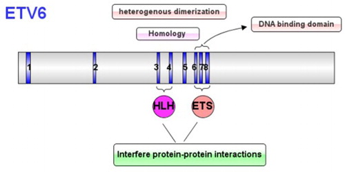 Figure 1. The ETV6 gene encodes for a protein contains multiple functions.
