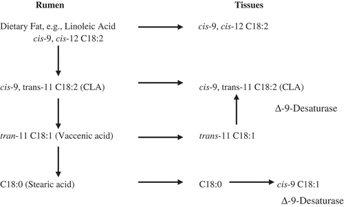 Figure 3. CLA biosynthesis in the ruminant’s body. Adapted from Bessa et al.[Citation27]