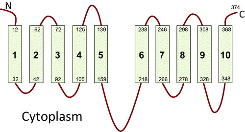 Figure 2. Topology of SbtA-6803 bicarbonate transporter showing 10 transmembrane segments with 5+5 inverted repeat structure based on the phoA-lacZ reporter topology study (Price et al., Citation2011b).
