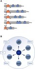 Figure 1 Structure and function of the human Polo-like kinases: (A) Polo-like kinases in human cells. Schematic representation of the five identified PLKs in human cells. The open reading frame amino-acid lengths are shown on the right, the kinase domain is shown in red color with the corresponding amino-acid position. Polo-box domains are shown in blue color. (B) Schematic diagram of the cell cycle functions of PLK1.