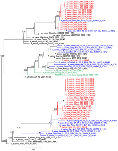 Fig. 4 Phylogenetic tree for the full-length neuraminidase of H1N2 and H3N2 viruses isolated in a slaughterhouse in Vietnam in 2013–2014.The trees were constructed with PhyML. Branch support aLRT statistics were shown at major nodes with values larger or equal to 0.8. GenBank accession numbers of retrieved sequences are indicated. Red: sequences from our study; blue: sequences from Takemae et al.Citation28; green: viruses from Vietnam from other studies including H1N1pdm09 from NIHE; black: other sequences from GenBank